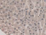 Prothrombin Antibody in Immunohistochemistry (Paraffin) (IHC (P))