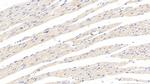 CRHBP Antibody in Immunohistochemistry (Paraffin) (IHC (P))