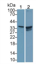 CRHBP Antibody in Western Blot (WB)