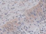 Cyclophilin A Antibody in Immunohistochemistry (Paraffin) (IHC (P))