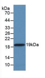 Cyclophilin A Antibody in Western Blot (WB)