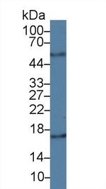 Cyclophilin A Antibody in Western Blot (WB)