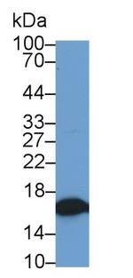 Cystatin 2 Antibody in Western Blot (WB)