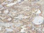 Cystatin C Antibody in Immunohistochemistry (Paraffin) (IHC (P))