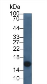 Cystatin C Antibody in Western Blot (WB)