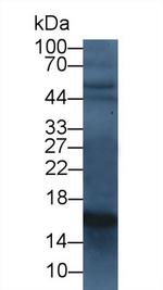 Cystatin C Antibody in Western Blot (WB)