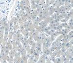 Cystatin C Antibody in Immunohistochemistry (Paraffin) (IHC (P))