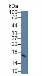 Cystatin C Antibody in Western Blot (WB)