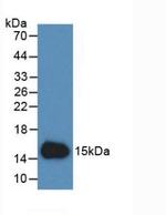 Cystatin C Antibody in Western Blot (WB)