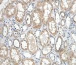 Cystatin C Antibody in Immunohistochemistry (Paraffin) (IHC (P))