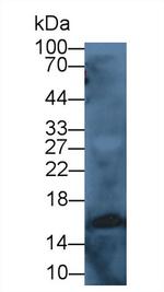 Cystatin C Antibody in Western Blot (WB)