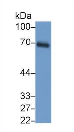 Dystrophin Antibody in Western Blot (WB)