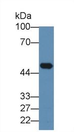 Elastin Antibody in Western Blot (WB)