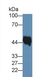 Elastin Antibody in Western Blot (WB)