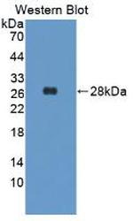 Elastin Antibody in Western Blot (WB)