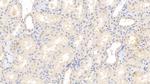 Fibrinogen Beta Chain Antibody in Immunohistochemistry (Paraffin) (IHC (P))