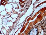 alpha Galactosidase Antibody in Immunohistochemistry (Paraffin) (IHC (P))