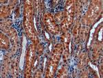 alpha Galactosidase Antibody in Immunohistochemistry (Paraffin) (IHC (P))