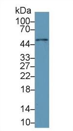 alpha Galactosidase Antibody in Western Blot (WB)