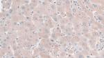 HPR Antibody in Immunohistochemistry (Paraffin) (IHC (P))