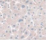 HPR Antibody in Immunohistochemistry (Paraffin) (IHC (P))