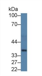 HPR Antibody in Western Blot (WB)