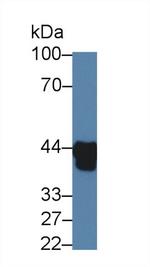 HPR Antibody in Western Blot (WB)