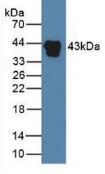 HPR Antibody in Western Blot (WB)