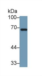 HSPA1A Antibody in Western Blot (WB)