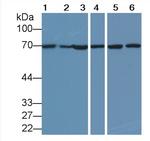 HSPA1A Antibody in Western Blot (WB)