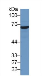 HSPA1A Antibody in Western Blot (WB)