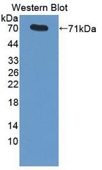 HSPA1A Antibody in Western Blot (WB)