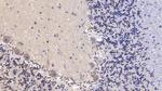 SHH Antibody in Immunohistochemistry (Paraffin) (IHC (P))