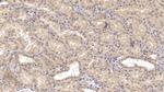 SHH Antibody in Immunohistochemistry (Paraffin) (IHC (P))