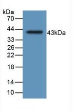 HFE2 Antibody in Western Blot (WB)