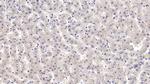 IGFBP4 Antibody in Immunohistochemistry (Paraffin) (IHC (P))