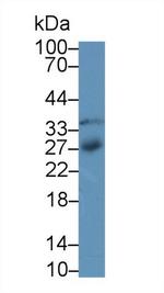 IGFBP4 Antibody in Western Blot (WB)