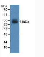 IGFBP4 Antibody in Western Blot (WB)