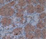 IL-1 alpha Antibody in Immunohistochemistry (Paraffin) (IHC (P))