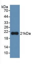 IL-1 alpha Antibody in Western Blot (WB)