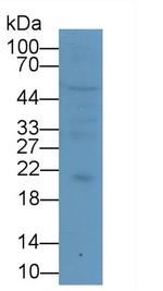 IL-10 Antibody in Western Blot (WB)