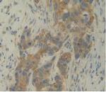 IL-12 p35 Antibody in Immunohistochemistry (Paraffin) (IHC (P))