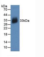 IL-12 p35 Antibody in Western Blot (WB)