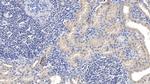 LCAT Antibody in Immunohistochemistry (Paraffin) (IHC (P))