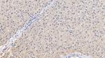 LCAT Antibody in Immunohistochemistry (Paraffin) (IHC (P))