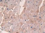 PRG2 Antibody in Immunohistochemistry (Paraffin) (IHC (P))