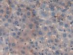 PRG2 Antibody in Immunohistochemistry (Paraffin) (IHC (P))