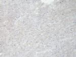 NRG4 Antibody in Immunohistochemistry (Paraffin) (IHC (P))