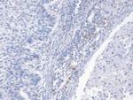 NRG4 Antibody in Immunohistochemistry (Paraffin) (IHC (P))