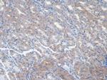 NRG4 Antibody in Immunohistochemistry (Paraffin) (IHC (P))